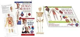 WOL MODEL SET HUMAN BODY